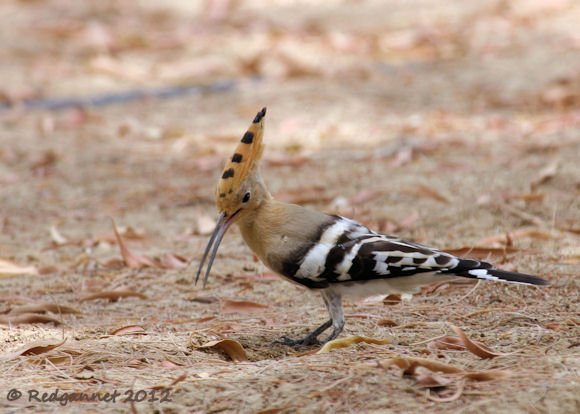 DXB 14May12 Hoopoe 01