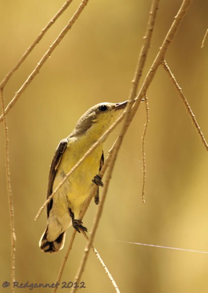 DXB 14May12 Purple Sunbird 01