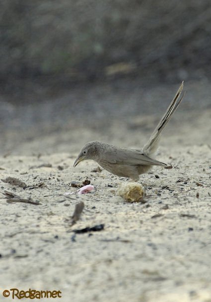 DXB 16Feb16 Arabian Warbler 04