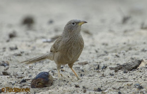 DXB 16Feb16 Arabian Warbler 09