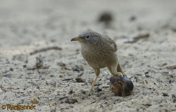 DXB 16Feb16 Arabian Warbler 10