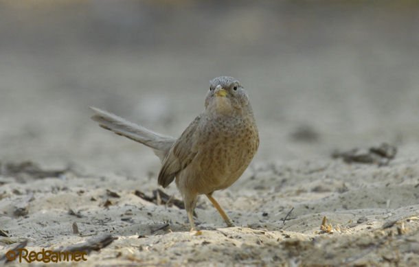 DXB 16Feb16 Arabian Warbler 11