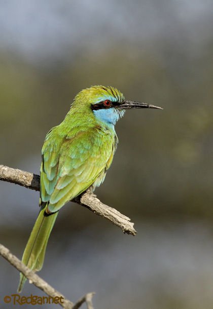 DXB 16Feb16 Green Bee-eater 18