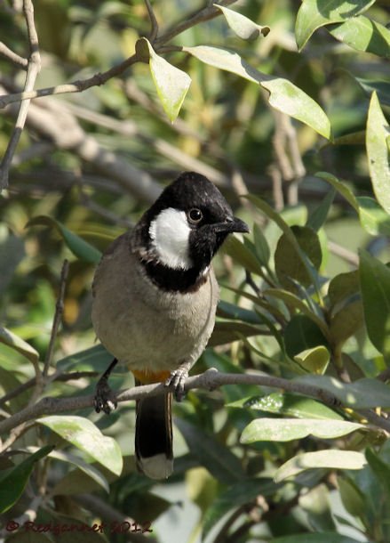 DXB 25Nov12 White-eared Bulbul 03