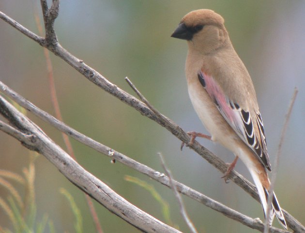 Desert Finch