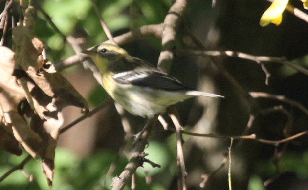 Diabolical Wood-Warbler Quiz Picture 1 Answer