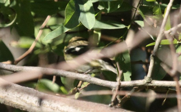 Diabolical Wood-Warbler Quiz Picture 1