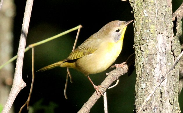 Diabolical Wood-Warbler Quiz Picture 3 Answer