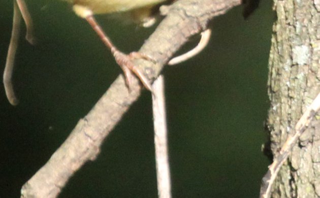 Diabolical Wood-Warbler Quiz Picture 3