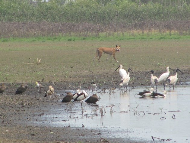 Dingo & birds (2)