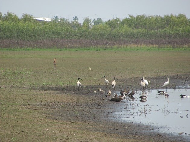 Dingo & birds