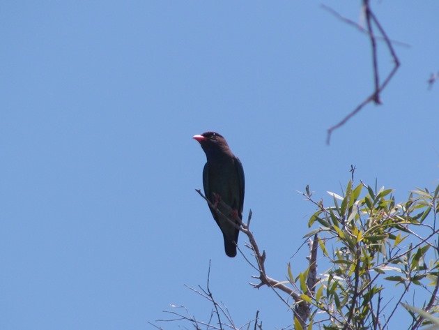 Dollarbird-adult (2)