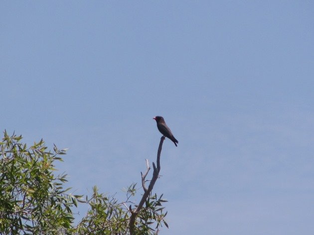 Dollarbird-adult