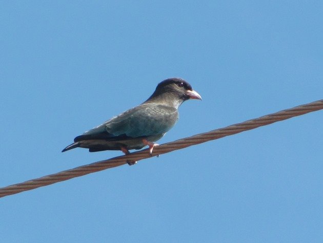 Dollarbird-juvenile (4)