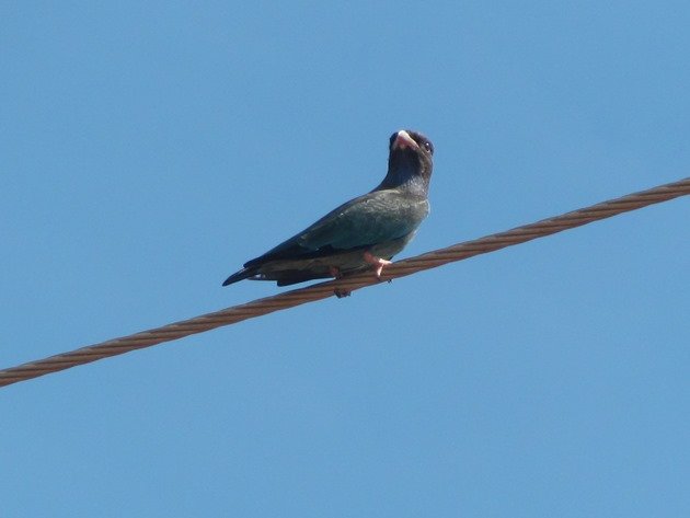 Dollarbird-juvenile (5)