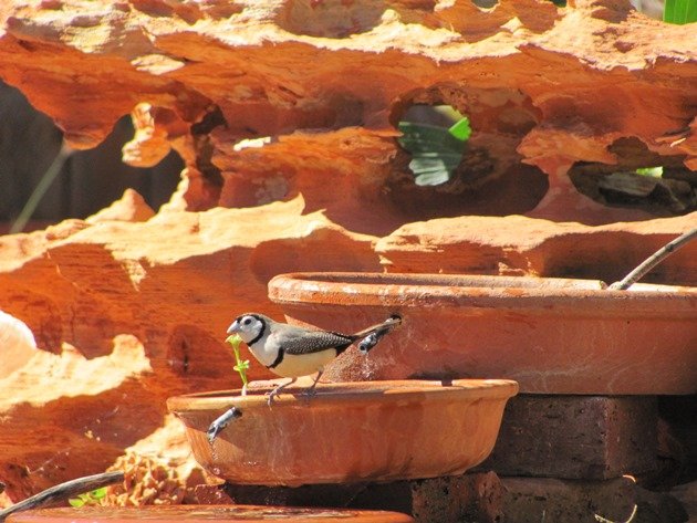 Double-barred Finch (3)