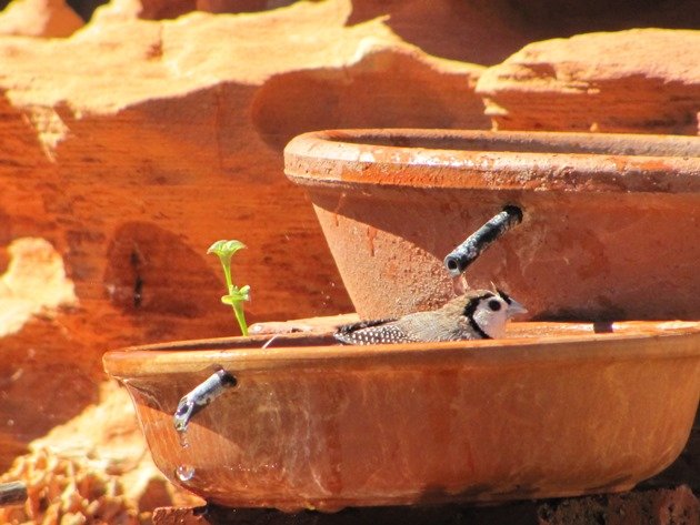 Double-barred Finch (6)