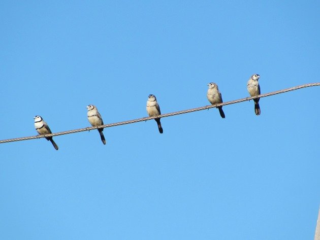 Double-barred Finch (7)