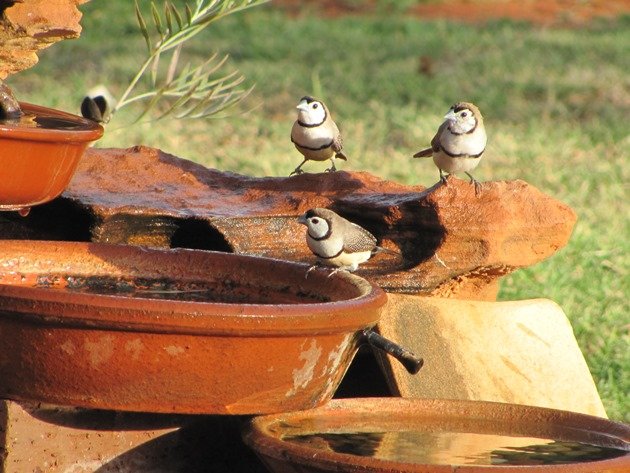 Double-barred Finch (8)