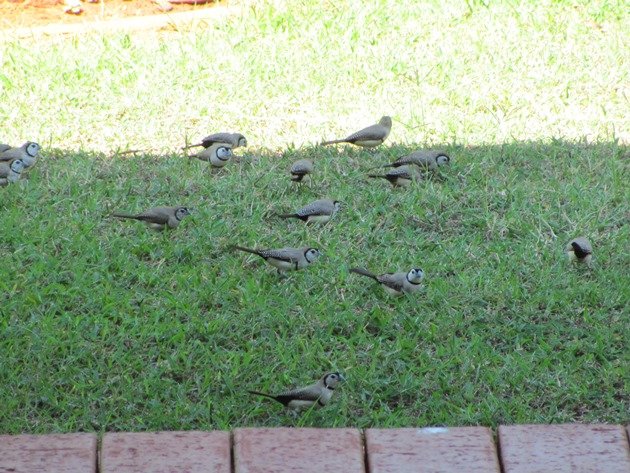 Double-barred Finch