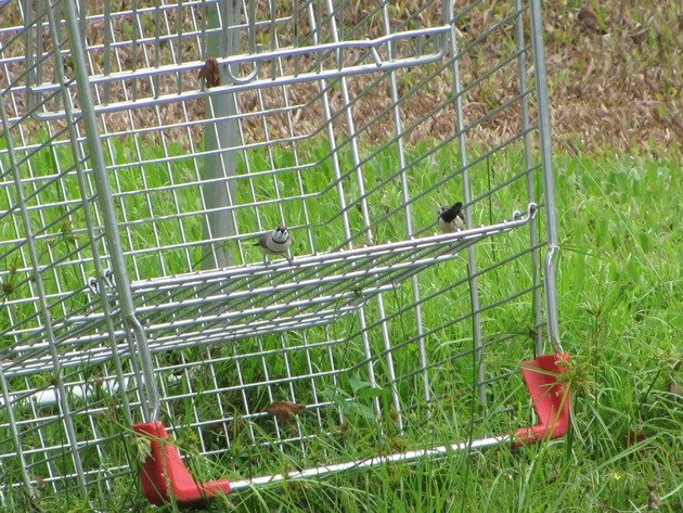 Double-barred Finches (2)