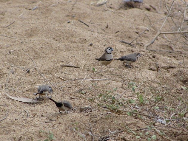 Double-barred Finches