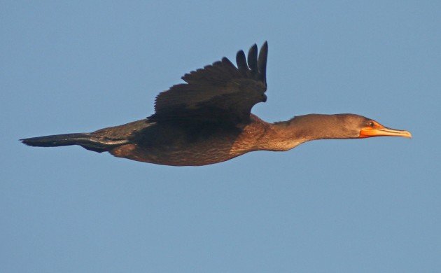 Double-crested Cormorant