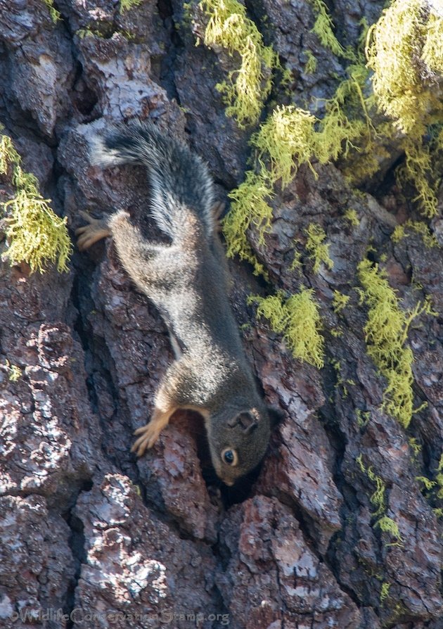 Douglas Squirrel Baby