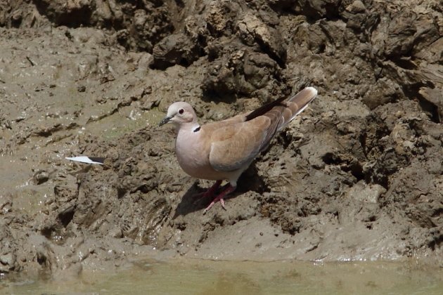 African Collared-Dove by Markus Lilje