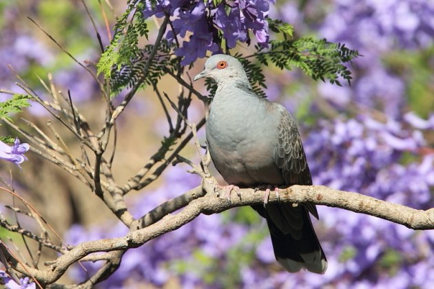 Dusky Turtle-Dove by Adam Riley