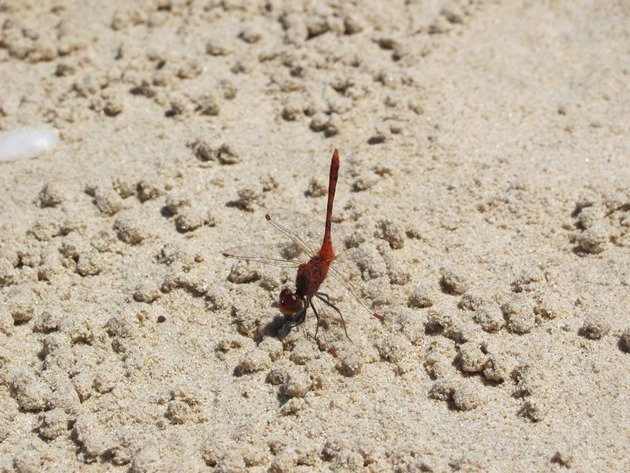 Dragonfly on the beach (2)