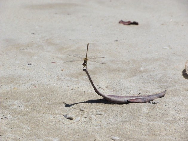 Dragonfly on the beach (3)