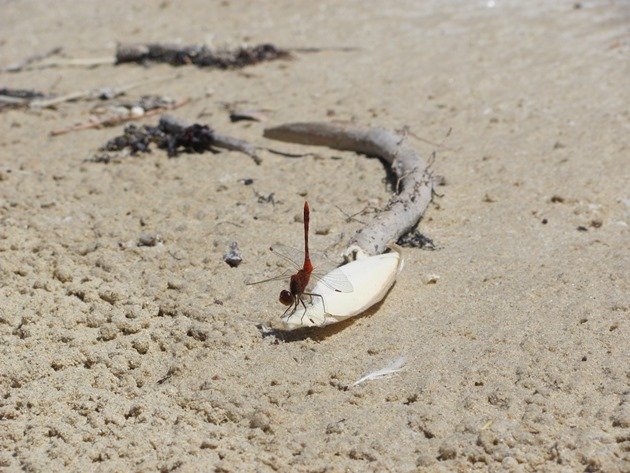 Dragonfly on the beach