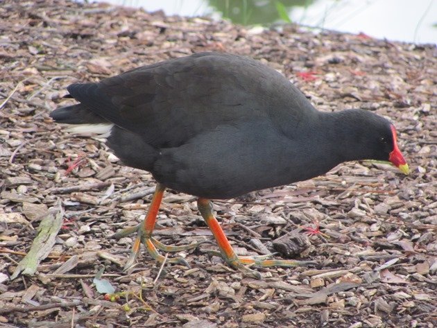 Dusky Moorhen