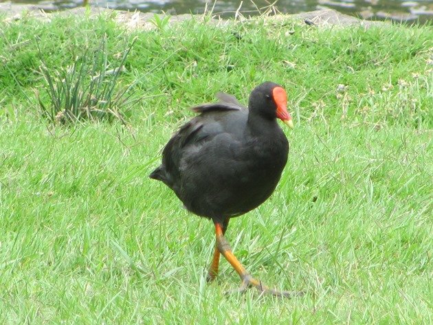 Dusky Moorhen