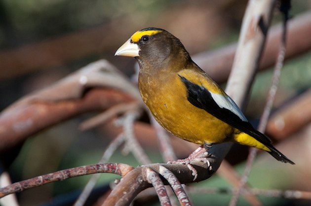 Evening Grosbeak Male