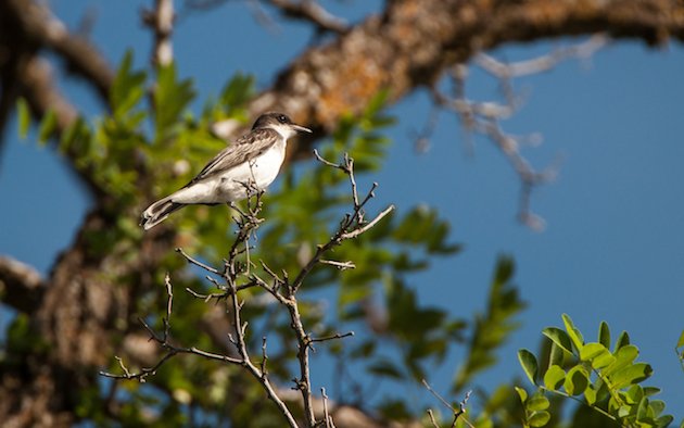 Eastern Kingbird