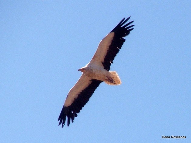 Egyptian Vulture