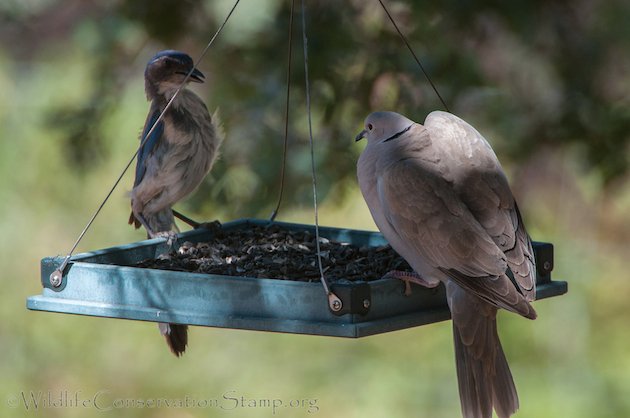 Eurasian Collared-Dove and Western Scrub-Jay