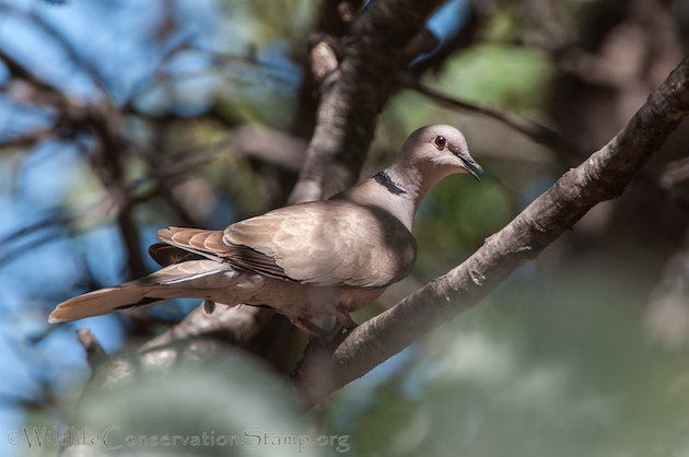 Eurasian Collared-Dove