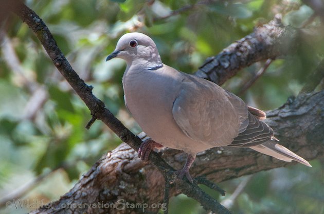 Eurasian Collared-Dove