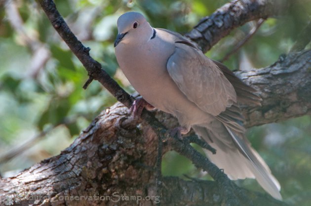 Eurasian Collared-Dove