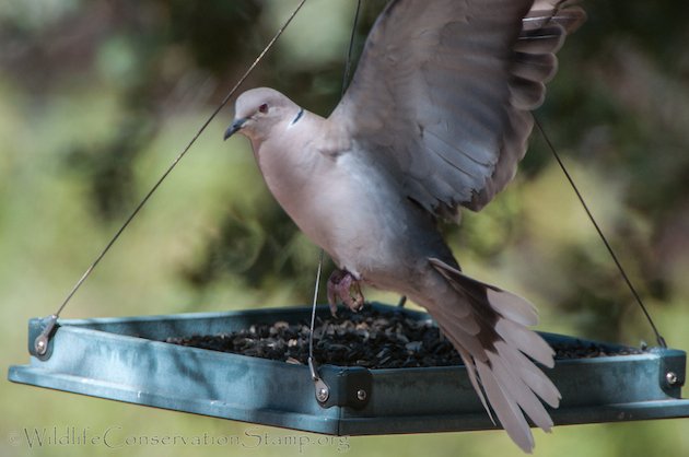 Eurasian Collared-Dove