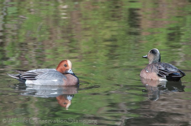 Eurasian and American Wigeon Drakes