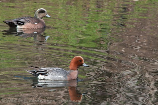 Eurasian and American Wigeon Drakes