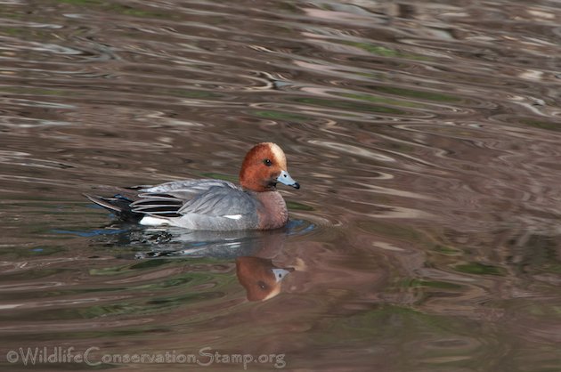 Eurasian Wigeon Drake