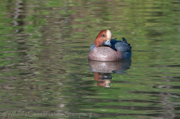 Eurasian Wigeon Drake