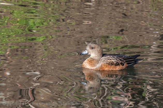 Eurasian Wigeon Female