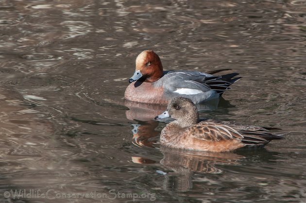 Eurasian Wigeon Pair