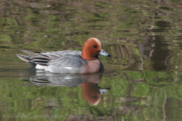 Eurasian Wigeon Drake